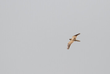 Egyptian Nightjar, Caprimulgus aegyptius