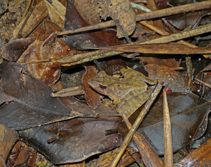 Sculpted Madagascar Frog, Gephyromantis sculpturatus
