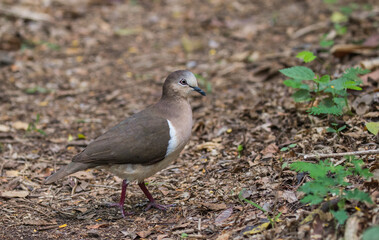 Grenada Dove, Leptotila wellsi