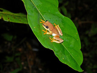 Blue-back reed frog, Heterixalus madagascariensis