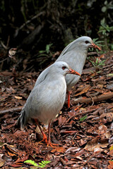 Kagu, Rhynochetos jubatus
