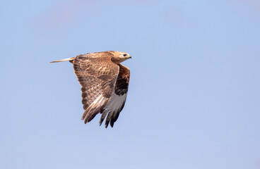 Long-legged Buzzard, Buteo rufinus