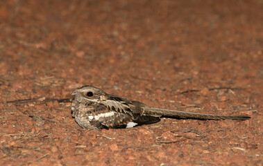 Long-tailed Nightjar, Caprimulgus climacurus