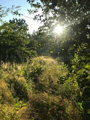 Obraz premium sun shining through the trees