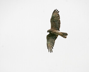 Malagasy Harrier, Circus macrosceles.