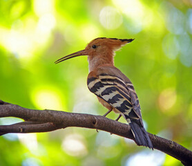 Madagascan Hoopoe, Upupa marginata