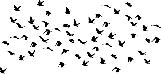 silhouettes of sparrows in flight, isolated on white background