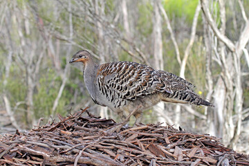 Malleefowl, Leipoa ocellata