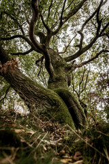 Fototapeta na wymiar Old twisted tree in the woods