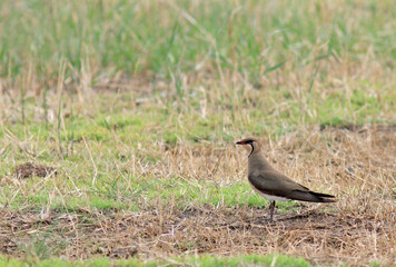 Oriental Pratincole, Glareola maldivarum