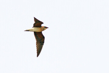Oriental Pratincole, Glareola maldivarum
