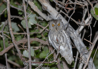 Pallid Scops Owl, Otus brucei