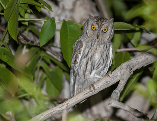 Pallid Scops Owl, Otus brucei