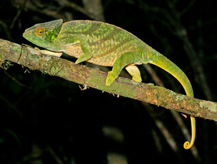 Fototapeta premium Parson's chameleon, Calumma parsonii