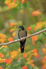 Black-backed Thornbill, Ramphomicron dorsale