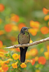 Black-backed Thornbill, Ramphomicron dorsale