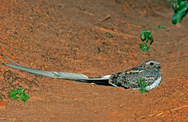 Pennant-winged Nightjar, Caprimulgus vexillarius