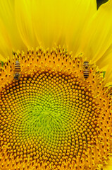 Close up Sunflower and two bee.