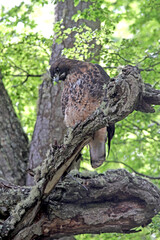 Rufous-tailed Hawk, Buteo ventralis