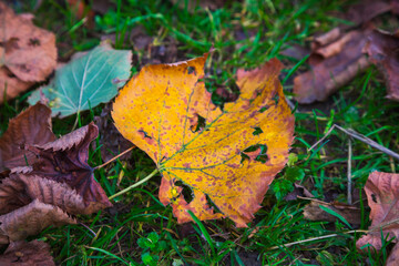 fallen autumn leaves