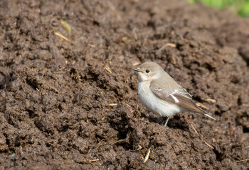 Semicollared Flycatcher, Ficedula semitorquata