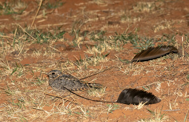 Standard-winged Nightjar, Caprimulgus longipennis