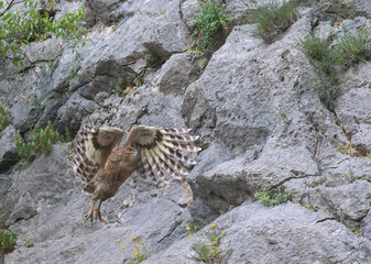 Turkish Fish Owl, Ketupa semenowi