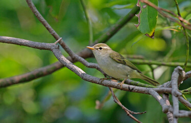 Ijima's Leaf Warbler, Phylloscopus ijimae