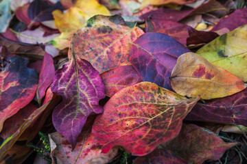 red and yellow leaves