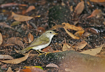 Ijima's Leaf Warbler, Phylloscopus ijimae