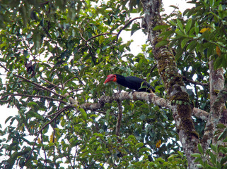 Writhed Hornbill, Rhabdotorrhinus leucocephalus