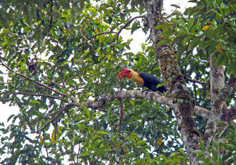 Writhed Hornbill, Rhabdotorrhinus leucocephalus