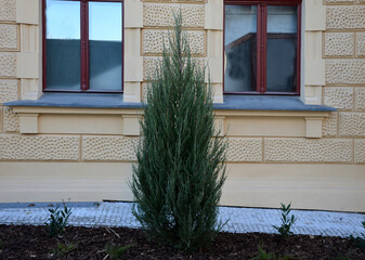 flowerbed with evergreen shrubs and juniper tree in front of the newly renovated building of the...