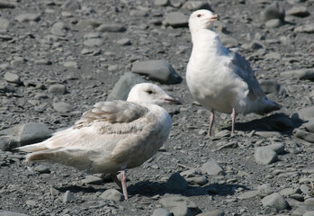 Glaucous-winged Gull, Larus glaucescens