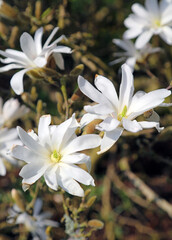 Fototapeta na wymiar Close up of Magnolia Stellata flowers 
