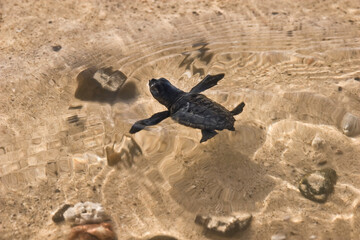 New hatched loggerhead sea turtle (Caretta caretta) heads out to sea.