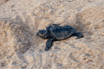 New hatched loggerhead sea turtle (Caretta caretta) heads out to sea.