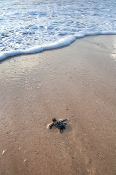 New hatched loggerhead sea turtle (Caretta caretta) heads out to sea.