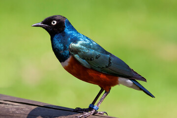 The Superb Starling (Lamprotornis superbus)