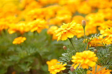 マリーゴールド