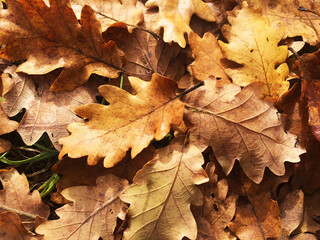 Autumn leaves in the cevennes national parc in the south of France