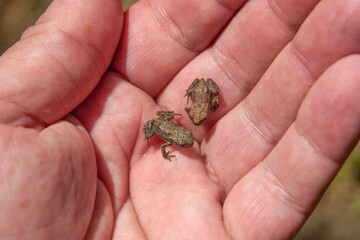 Small common toads (Bufo spinosus) in my hand.
