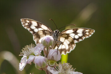 Obraz na płótnie Canvas Northern half mourning butterfly (Melanargia galathea)
