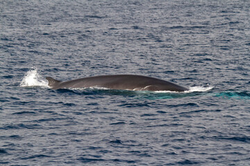 Fototapeta premium A great fin whale (Balaenoptera physalus).