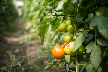 Greenhouse with tomato. Production of domestic tomatoes in household.