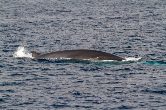 "Fin Whale" Bilder – Durchsuchen 1,013 Archivfotos, Vektorgrafiken und ...