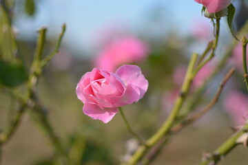 横須賀ヴェルニー公園のバラ