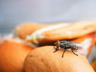 Obraz premium Macro shot of flesh fly perched on durian seed against blurred background.