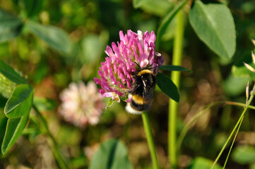 Macro shot of a bumblebee feeding from a red clover flower. Captured in the forest of the Murmansk region.