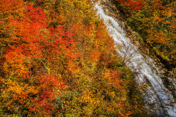 しゃくなげの滝と紅葉（群馬県・四万）